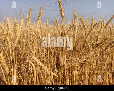 Champs de blé dans la ferme en inde ferme de blé jaune doré. Champ de blé sec au soleil, oreilles de blé, temps de récolte des champs de blé d'or Banque D'Images