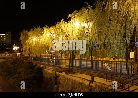 La lumière de la rue s'allume entre les saules la nuit Banque D'Images