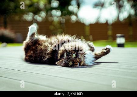A closeup of a cute cat playing happily on the ground with raised legs under the sun rays Banque D'Images
