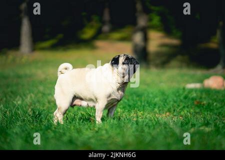A side view of a pug dog standing on the grass Banque D'Images