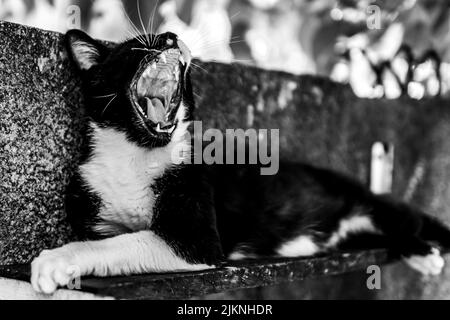 A grayscale shot of an adorable cat yawning while lying on the bench Stock Photo