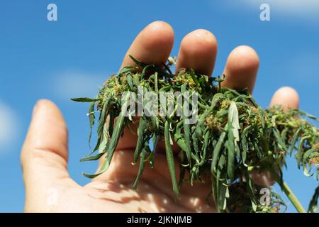 La plante de marijuana est en été. La main tient le cannabis. Plante de marijuana sauvage. Médicament dans la nature. Banque D'Images