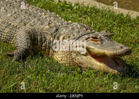 A closeup of an American alligator (Alligator mississippiensis) laying on grass in a zoo or safari park Stock Photo