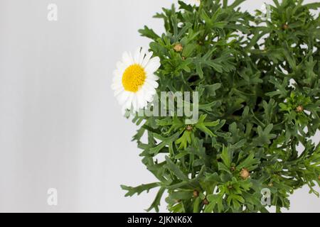 Chrysanthème blanc Argyranthemum frutescens fleur de printemps les fleurs de prunier australiennes sont très jolies Banque D'Images