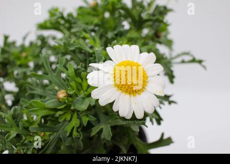 Chrysanthème blanc Argyranthemum frutescens fleur de printemps les fleurs de prunier australiennes sont très jolies Banque D'Images