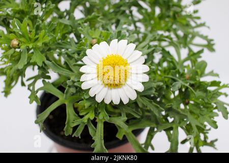 Chrysanthème Argyranthemum frutescens fleur de printemps les fleurs de prunier australiennes sont très jolies Banque D'Images