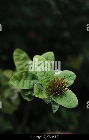 Un plan vertical de la plante en croissance avec des feuilles vertes isolées dans un arrière-plan flou Banque D'Images