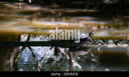 A view of a pond slider turtle (Trachemys scripta) sitting on a piece of stone in the green pond Stock Photo