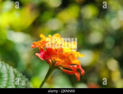 A closeup shot of yellow lantana on the blurry background Stock Photo