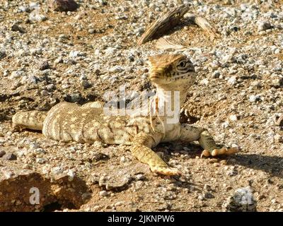 A closeup of a lizard crawling on rocks in a desert in Saudi Arabia Stock Photo