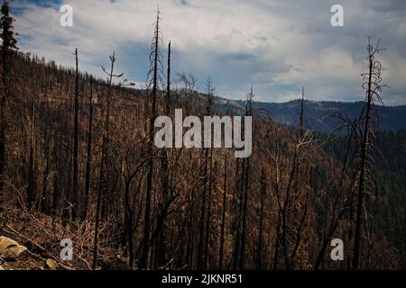 Paysage des effets dévastateurs du feu de forêt de l'automne 2021 dans le parc national Sequoia. Pris dans un ciel menaçant. Un regard différent sur l'évolution de la nature. Banque D'Images