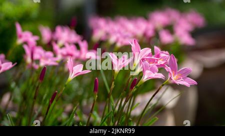 fleurs roses d'anémones à l'extérieur en été, au printemps, gros plan sur fond turquoise avec une mise au point sélective douce. Banque D'Images