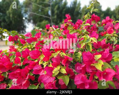 A closeup shot of bougainvillea flowers blooming on the side of a street against a blurred background Stock Photo