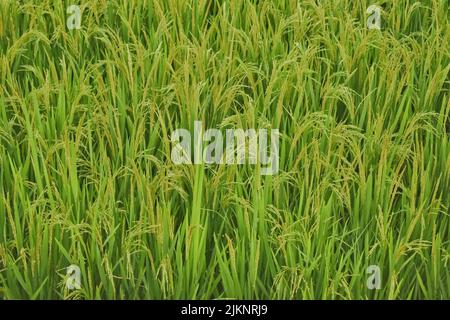 Gros plan sur une plante asiatique de riz cultivée dans un champ de Paddy en Inde. La plante est le nom scientifique Oryza Sativa Banque D'Images