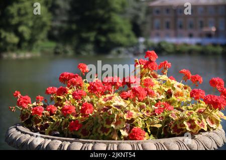 A beautiful view of red geranium flowers in garden Stock Photo