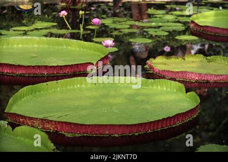 Un gros plan de Victoria amazonica laisse sur l'étang dans le jardin botanique. Banque D'Images