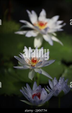 A vertical closeup of beautiful water lilies. Nymphaea nouchali. Stock Photo