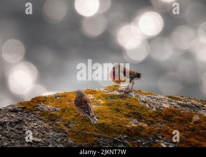 A shallow focus shot of sparrows sitting on rock Banque D'Images
