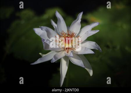 Un gros plan d'un magnifique nénuphar. Nymphaea nouchali. Banque D'Images