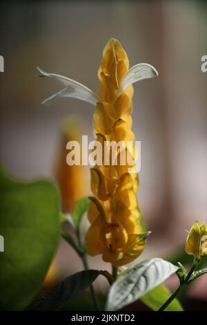 A vertical closeup of Pachystachys lutea, known as the golden shrimp plant or lollipop plant. Stock Photo