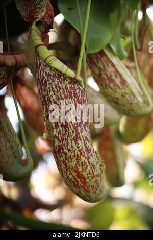 A vertical closeup of Nepenthes alata, a tropical pitcher plant endemic to the Philippines. Stock Photo