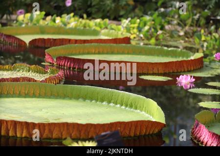 Un gros plan de Victoria amazonica laisse sur l'étang dans le jardin botanique. Banque D'Images