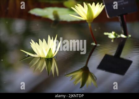A closeup of beautiful water lilies. Nymphaea lotus. Banque D'Images
