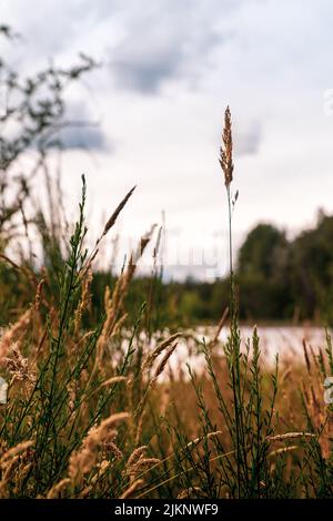 A vertical closeup of red fescue or creeping red fescue, Festuca rubra. Wild plants in the meadow. Stock Photo