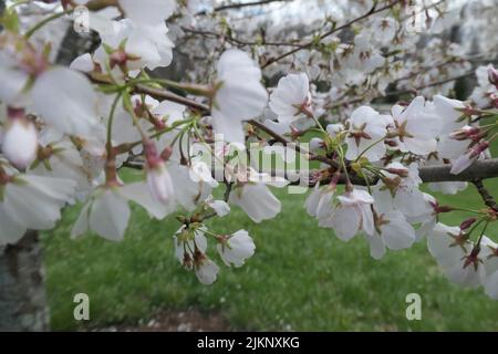 Belles fleurs blanches cultivées sur un arbre au printemps Banque D'Images