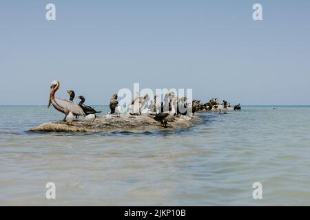 A beautiful shot of waterbirds standing on a rock formations in the middle of the sea against blue sky in bright sunlight Stock Photo