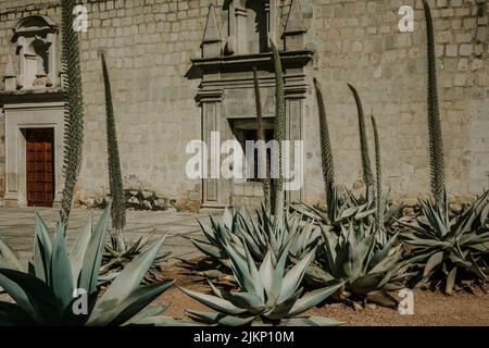 A beautiful shot of Agave tequilana growing in a garden Stock Photo