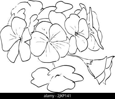 Dessin vectoriel Umckaloabo, Geranium sud-africain, Pelargonium sidoides, illustration dessinée à la main Illustration de Vecteur