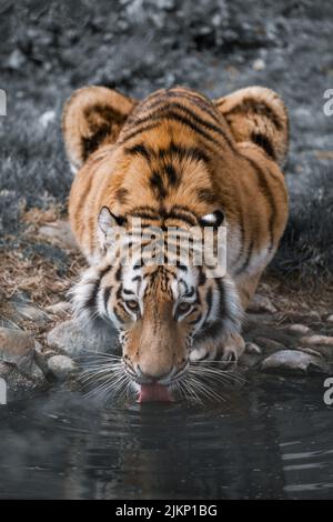 Une photo verticale d'un tigre buvant de l'eau du lac dans le désert de notre nature Banque D'Images