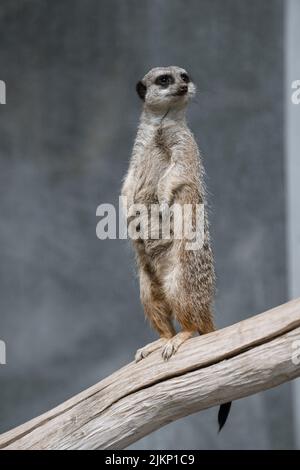 A vertical shot of a meerkat on a tree branch in national park Stock Photo