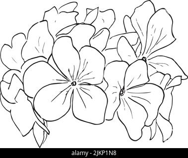 Dessin vectoriel Umckaloabo, Geranium sud-africain, Pelargonium sidoides, illustration de silhouette dessinée à la main, stylo à encre Illustration de Vecteur