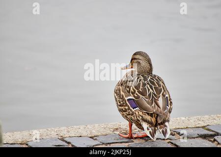 A closeup shot of a female mallard duck on the pavement pond side Stock Photo