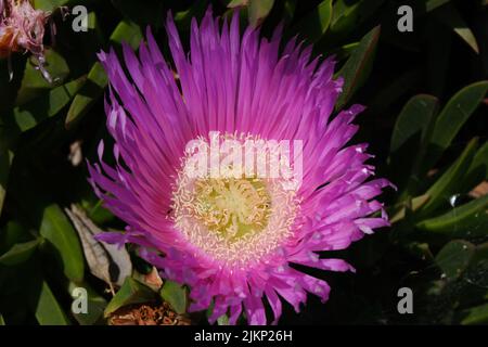 A closeup of a pink Australian pig face (Carpobrotus rossii) flower Stock Photo