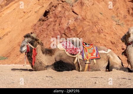A camel sitting on the sand in a desert under the bright sunlight Banque D'Images