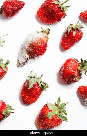 pourrir les fraises sur fond blanc.problème de faim dans le monde. copier l'espace. surconsommation, concept de gaspillage alimentaire. nourriture gâchée, dangereuse. Banque D'Images