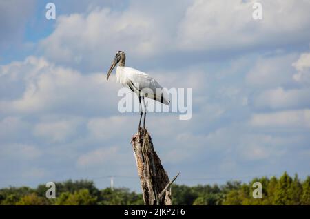 A closeup of a wood stork perched on the dried tree trunk Stock Photo