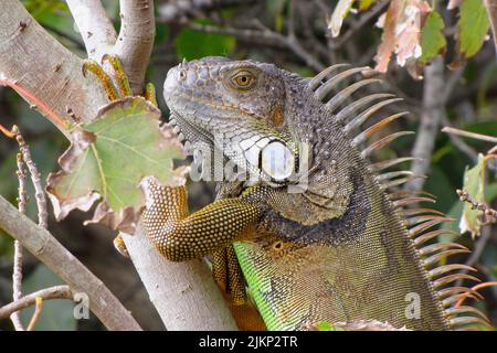 A closeup shot of a green iguana sitting on tree branch during daytime with blurred background Stock Photo