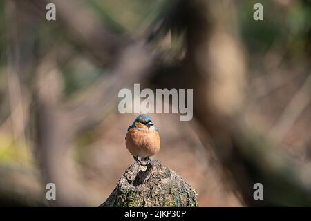 A  shallow focus shot of a common chaffinch (Fringilla coelebs) standing on a broken tree trunk Stock Photo