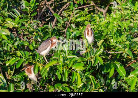 A beautiful shot of tricolored heron chicks stands on tree branches in bright sunlight Stock Photo