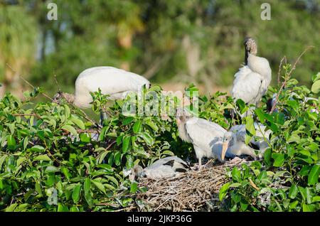 A beautiful shot of wood stork family in the nest on green leaved tree in bright sunlight with blurred background Stock Photo