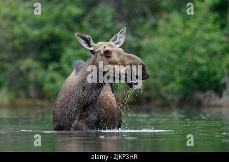 Captured at  on 07,Jul,2015 by William Kleedehn Banque D'Images