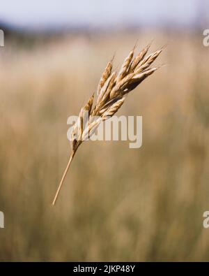 A shallow focus shot of a wheat spike growing in the field on a sunny day with blurred background Stock Photo