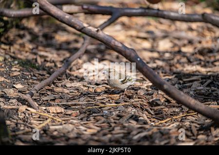 A selective focus of a finch bird standing on the cut wood pieces in the forest Stock Photo