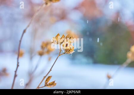 Une belle photo de fleurs sèches pendant la neige Banque D'Images