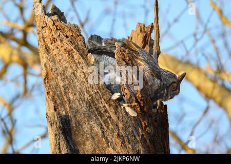 A beautiful shot of a Great Horned Owl nesting in a tree Stock Photo