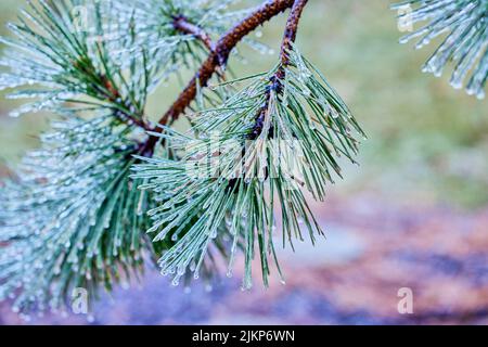 Gros plan d'une branche de sapin dépoli Banque D'Images